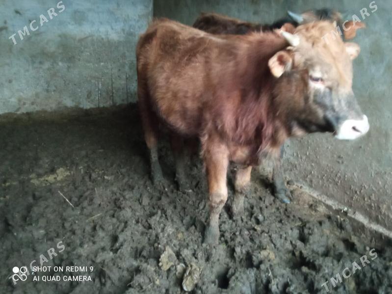 Òkiz 2 si bile - Tejen - img 1