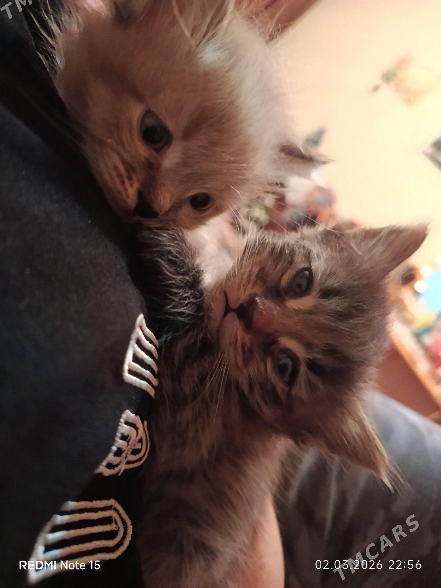 Котята - Ашхабад - img 1