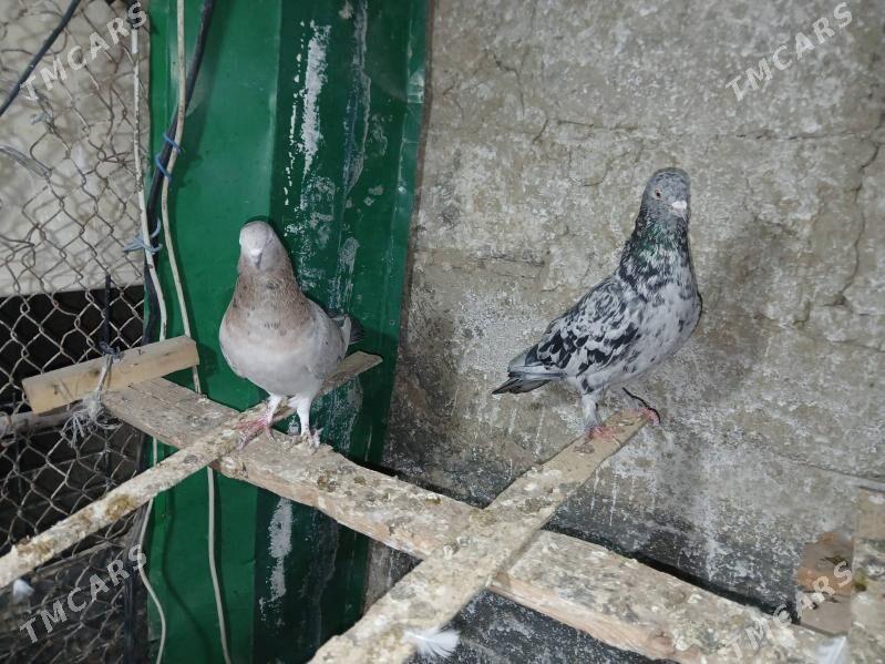 КЕПДЕРИ. МЫРАМЫРНЫ - Ашхабад - img 1