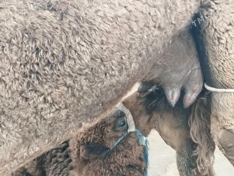 Koşekli DÜYE - Туркменбаши - img 1