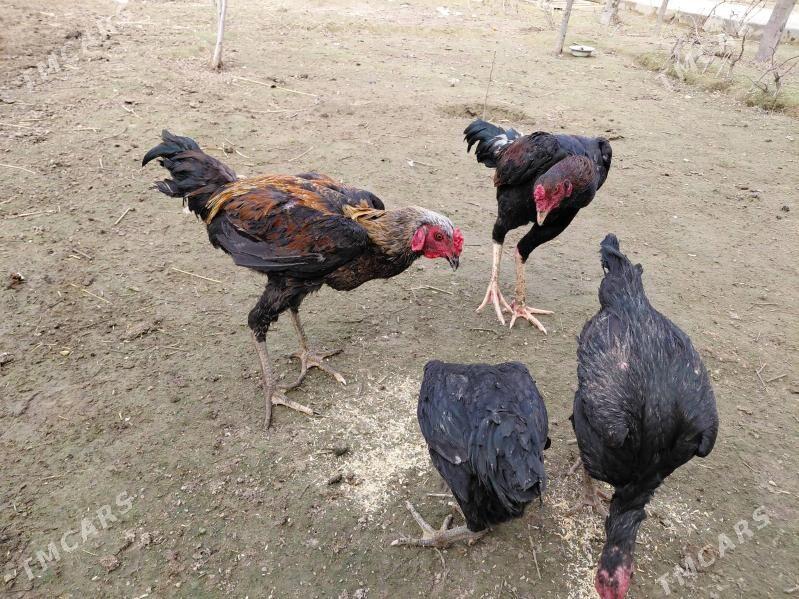 Taşkent - Тязе заман - img 1