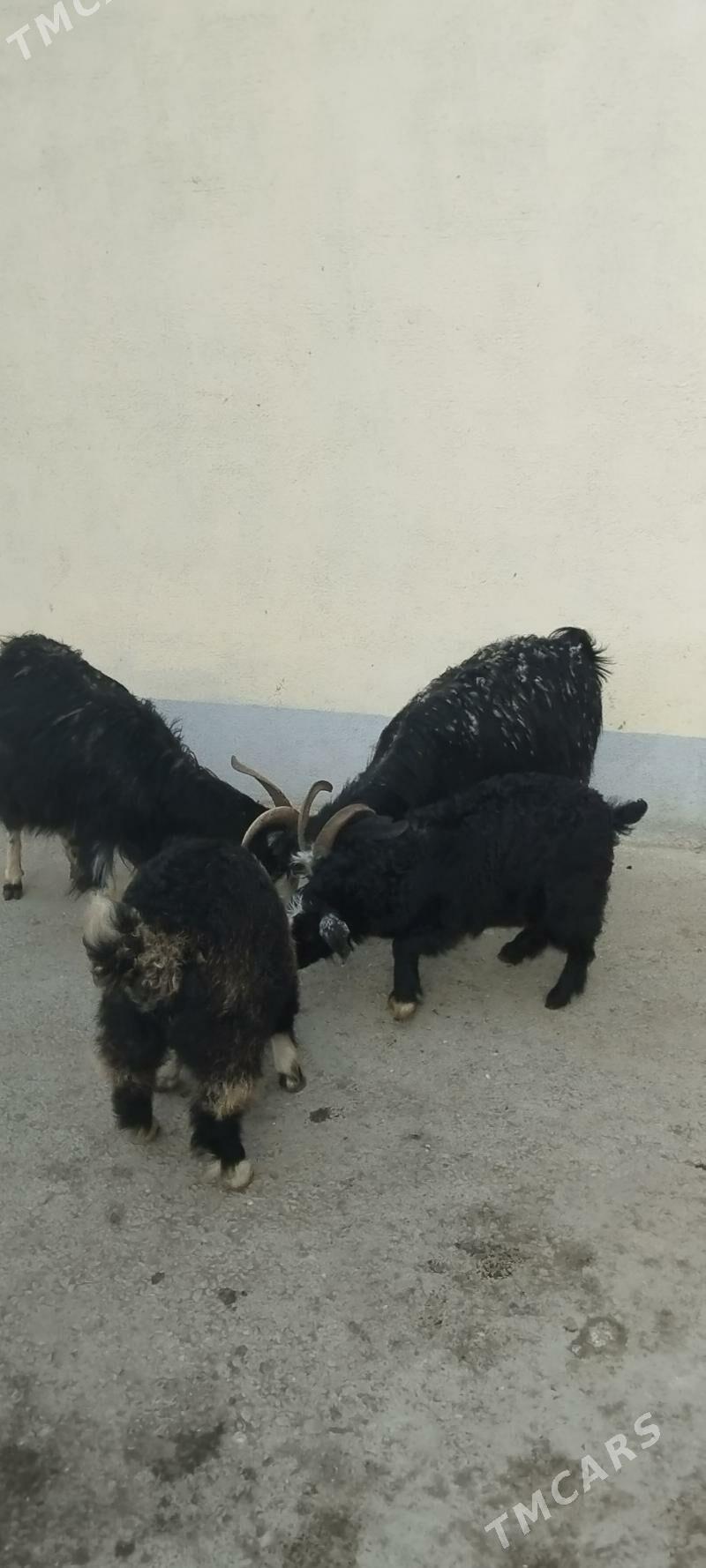 owlakyl geci - Гёкдепе - img 1