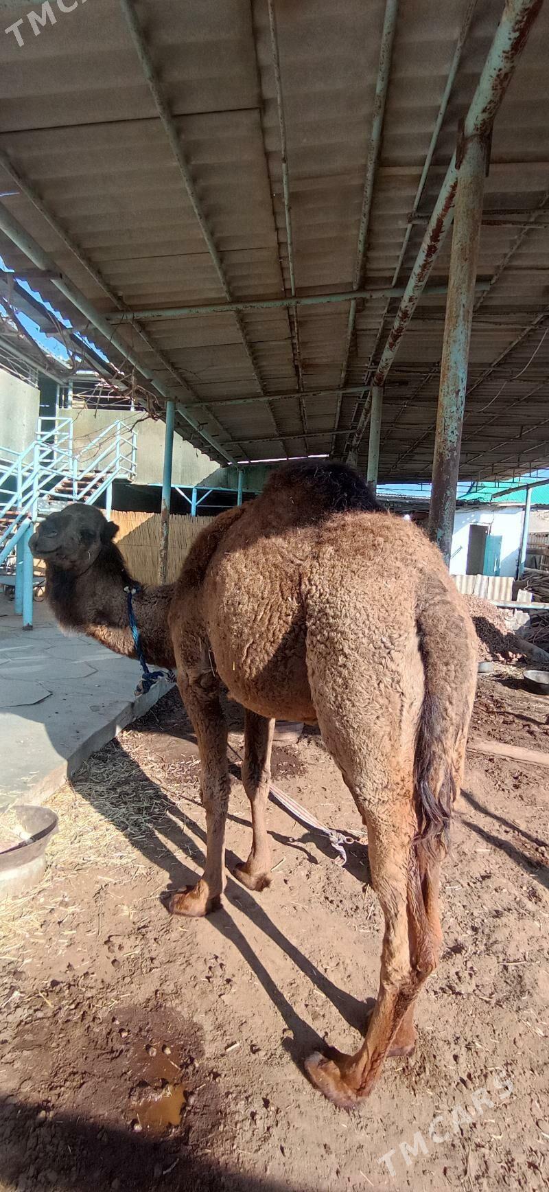 öý haywanlary düýe - Теджен - img 1