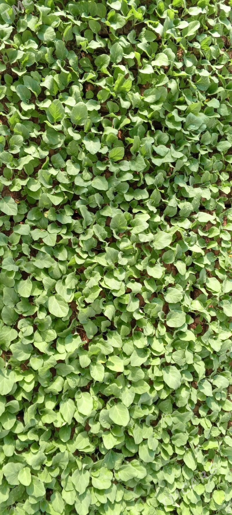 Badam şitil - Бузмеин - img 1