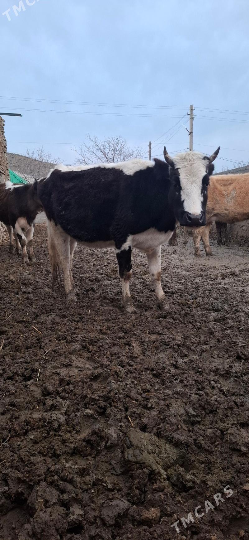 tTUWE - Bäherden - img 1