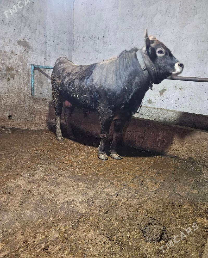 Окуз - Гёкдепе - img 1