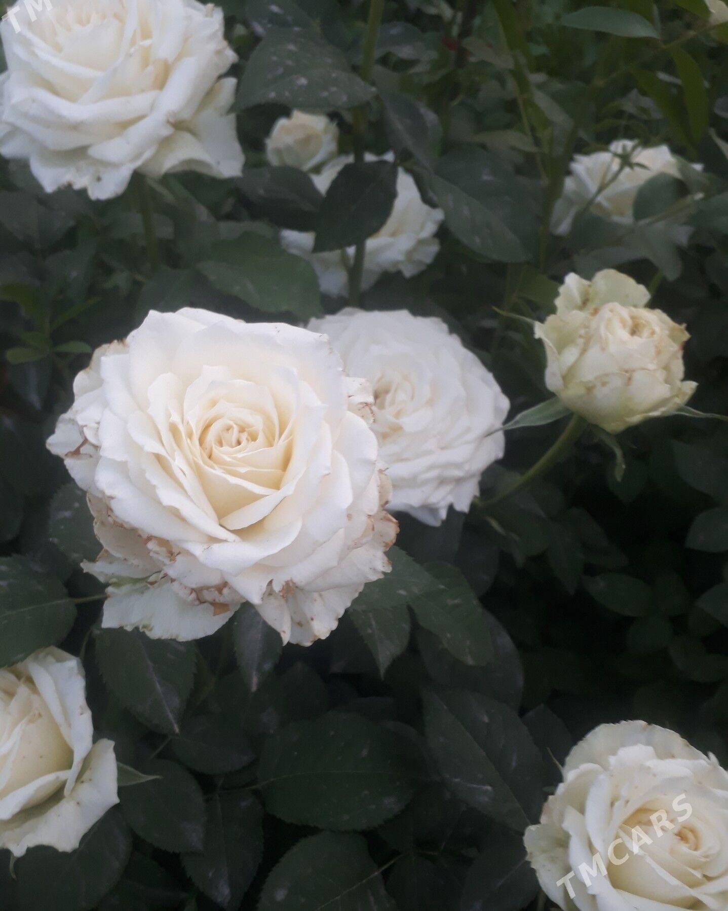 роза голландская - Бекреве - img 1