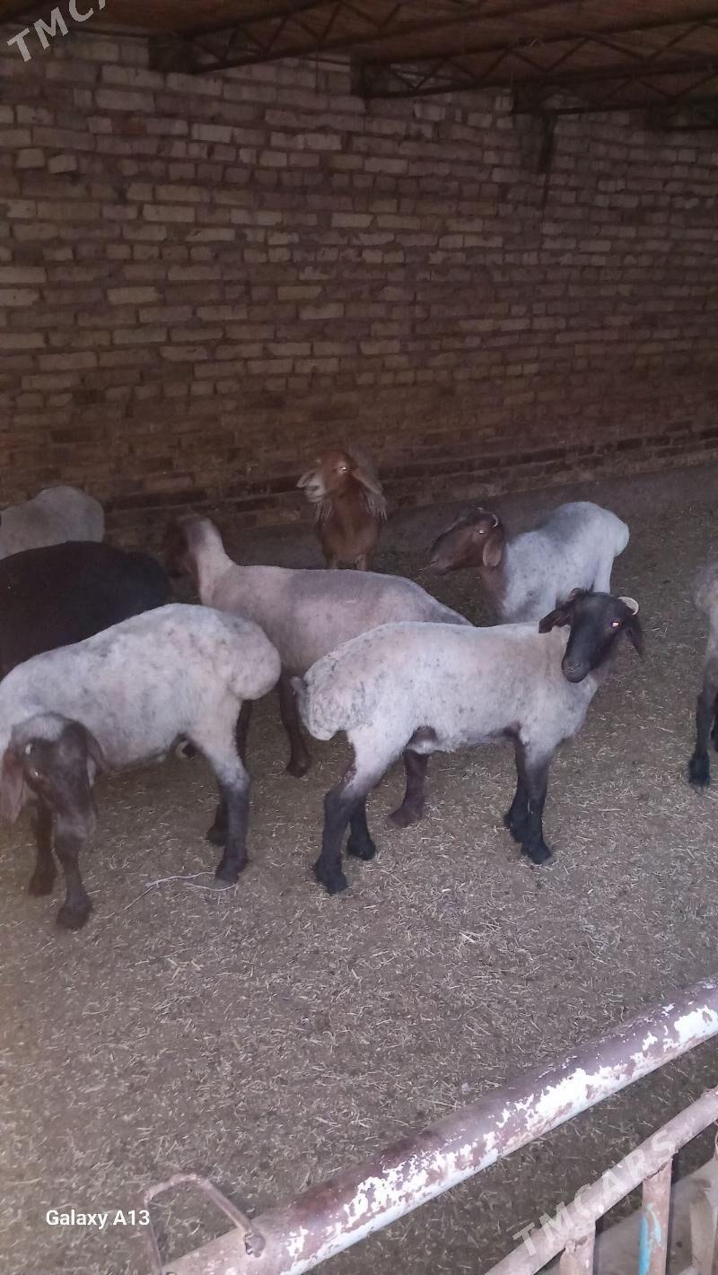 Goyun goçkarlar - Чарджоу - img 1