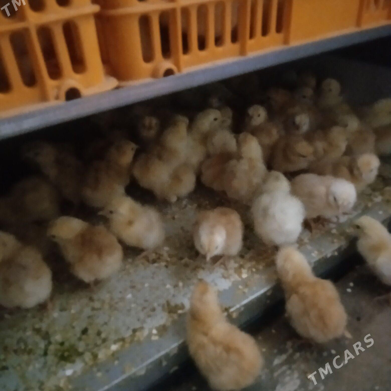 juyje - Дашогуз - img 1