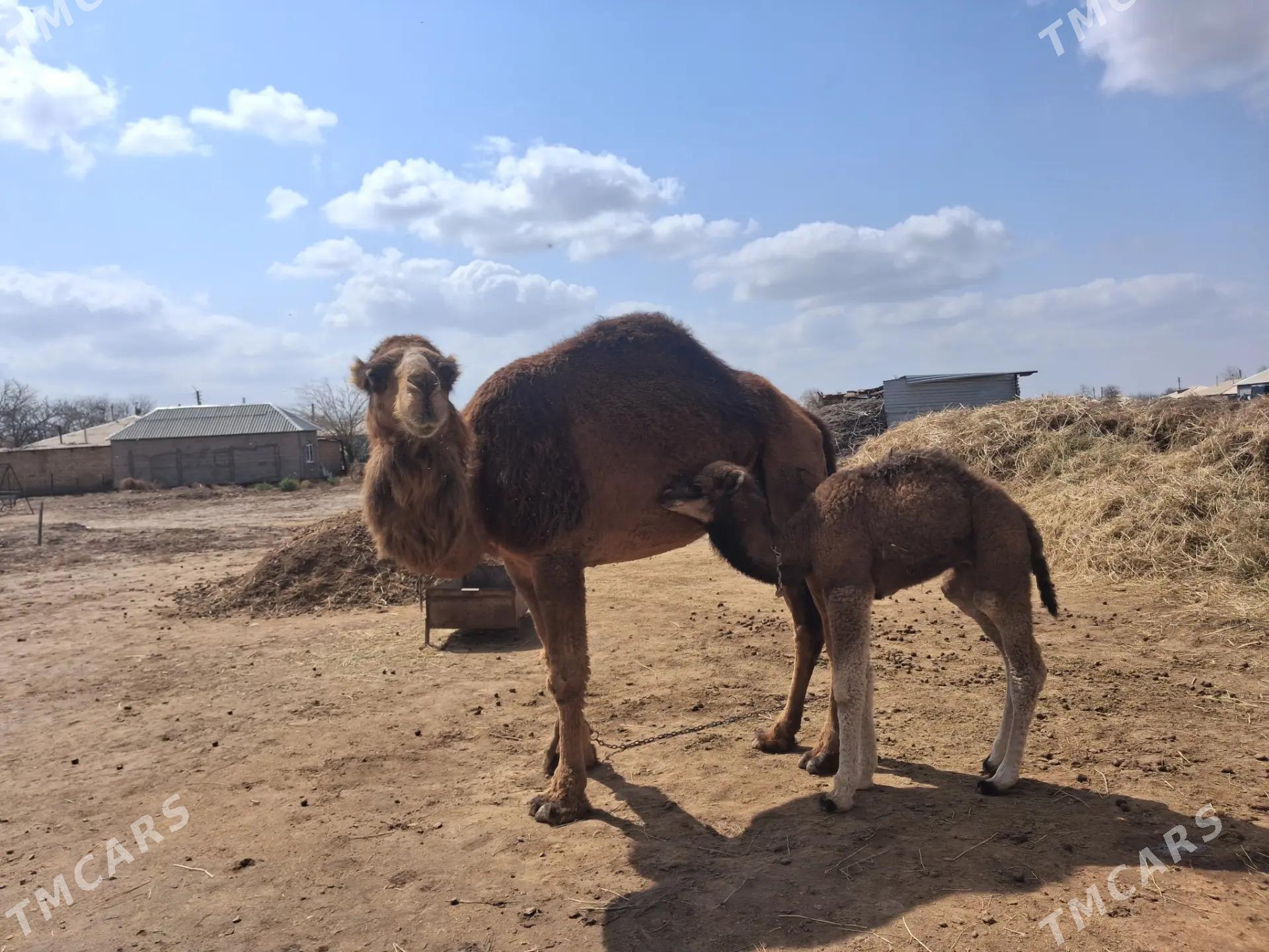 Köşekli dùÿe - Babadaýhan - img 1