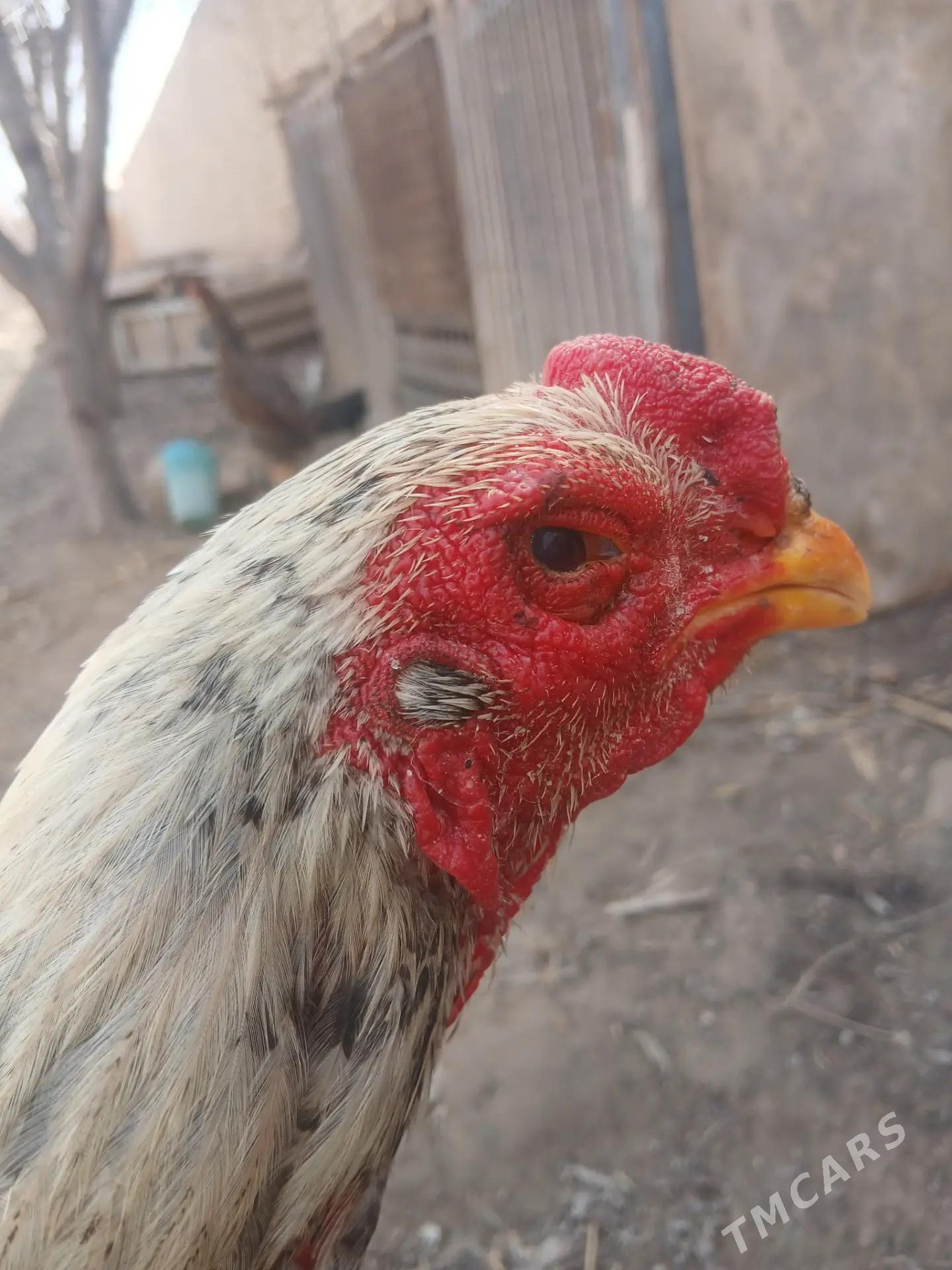 horaz - Туркменабат - img 1