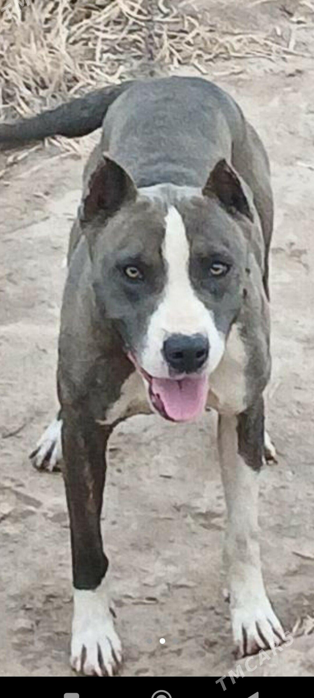 pidbul - Туркменабат - img 1