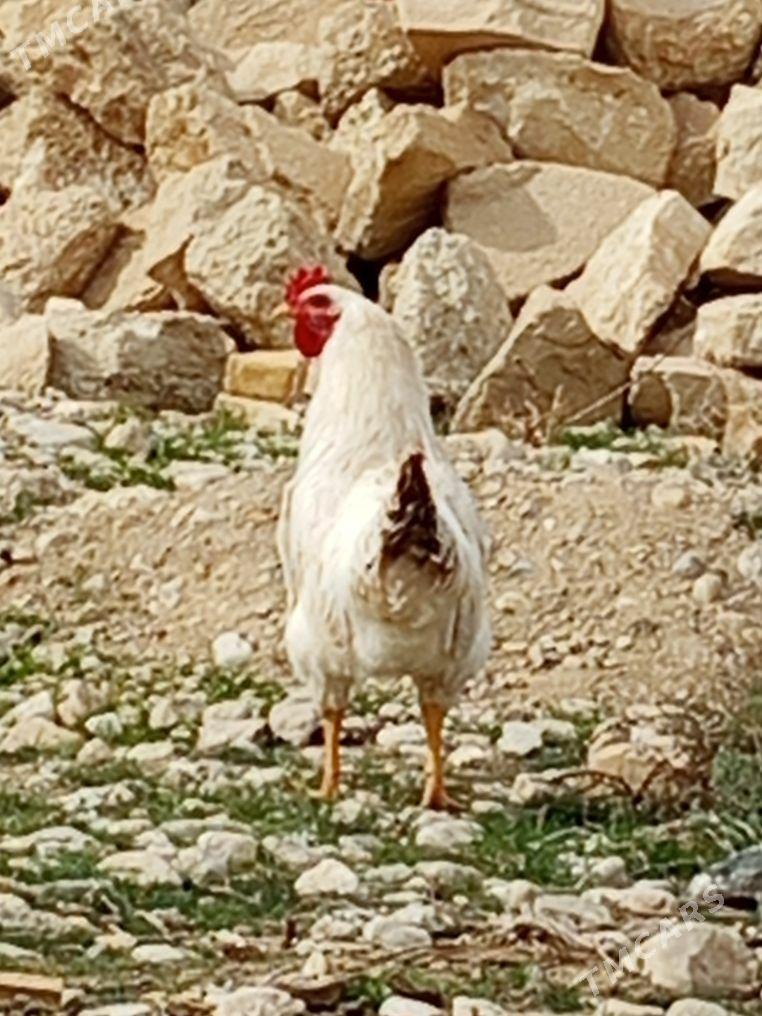 ýaş horazlar - Балканабат - img 1