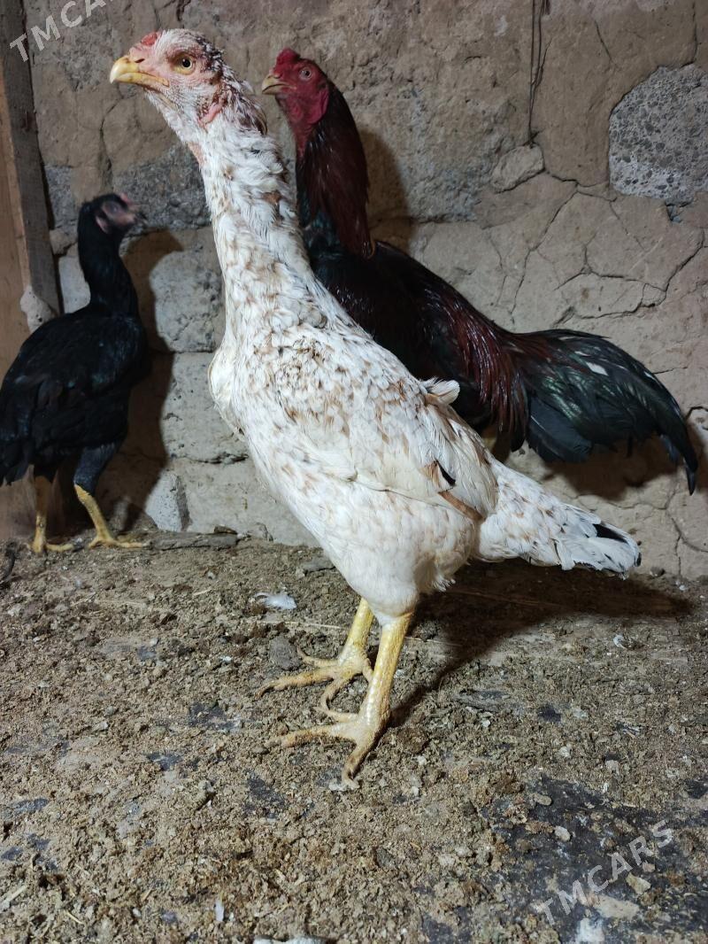 Taşkent maki - Garadamak - img 1