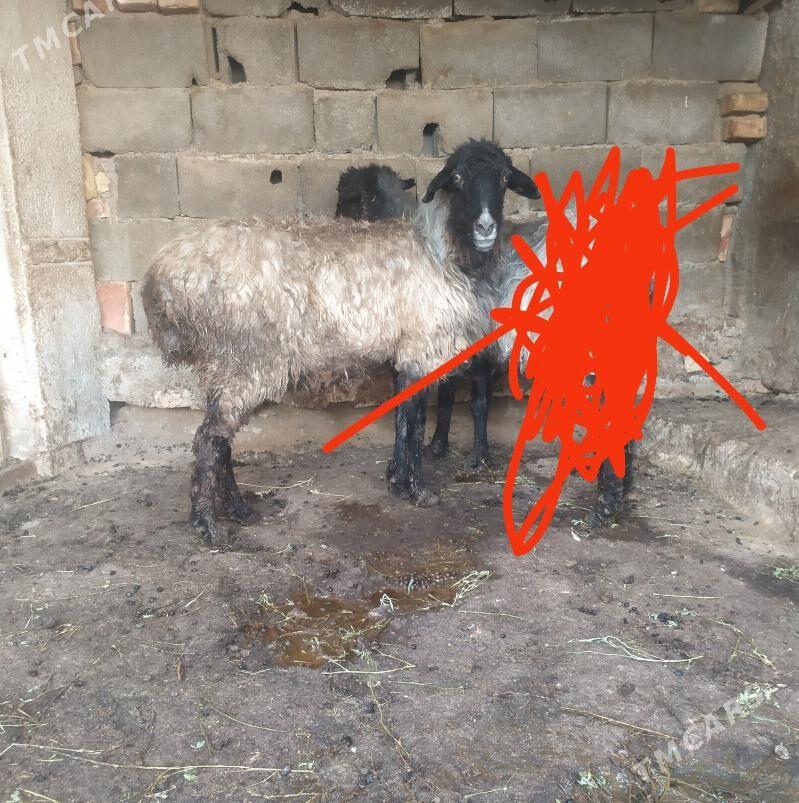 goyun - Ашхабад - img 1