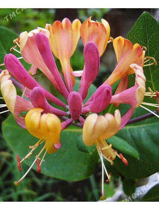 cyrmasyk gul nahal - Mary - img 1