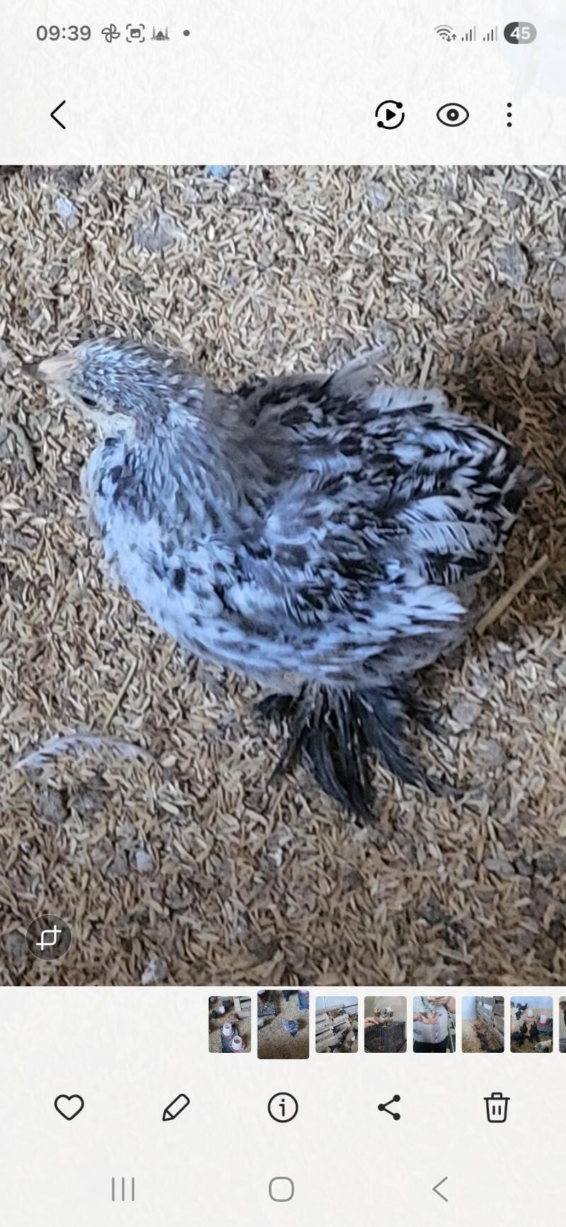 Brama jüje - Шабатский этрап - img 1