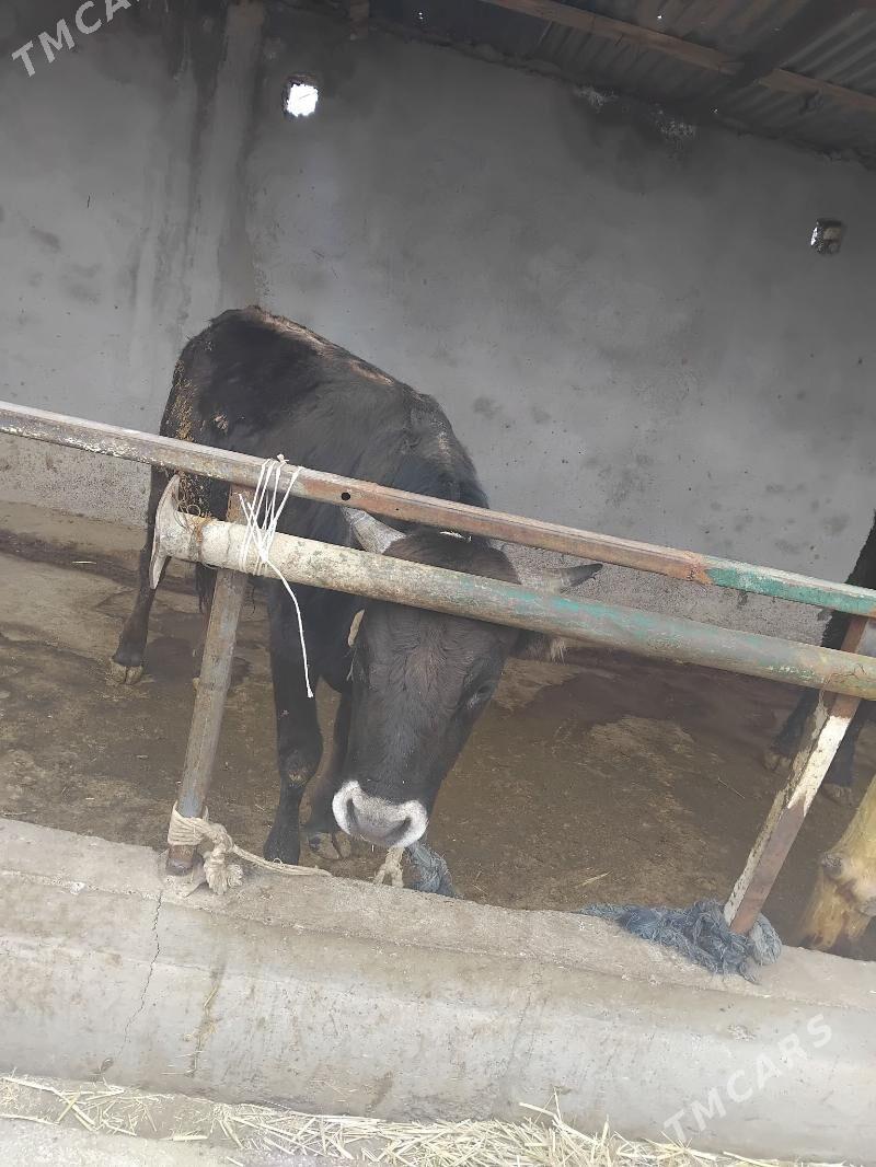 okuz 2 - Babadaýhan - img 1