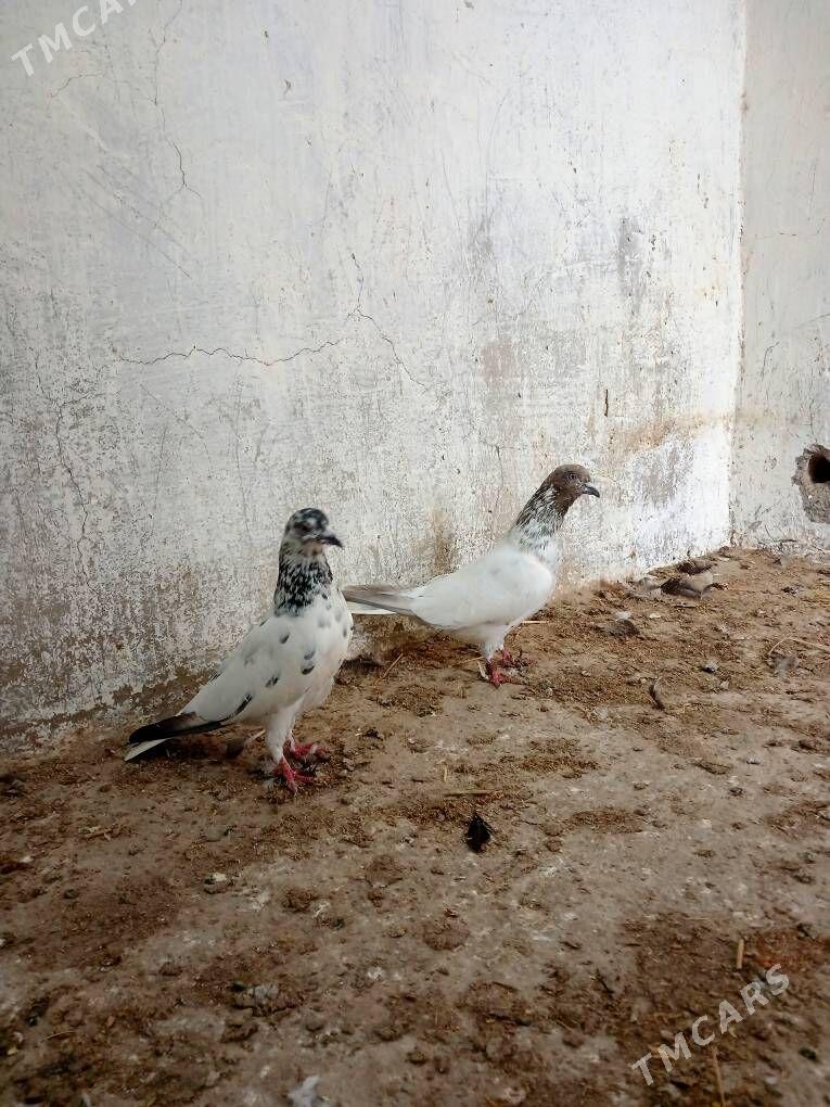 kepderi - Gyzylarbat - img 1