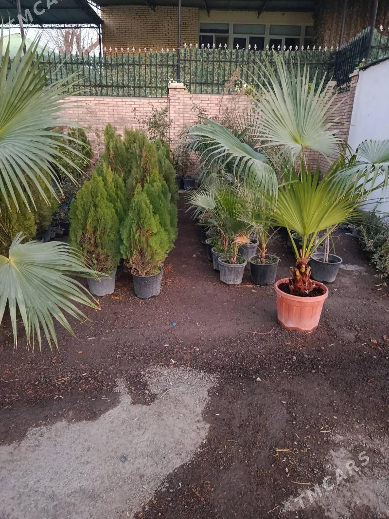 Растения удобрения - 30 мкр - img 1