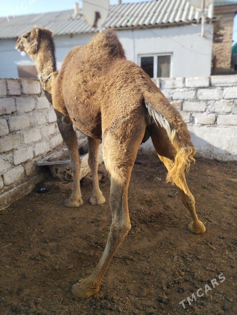 Yas duye - Балканабат - img 1