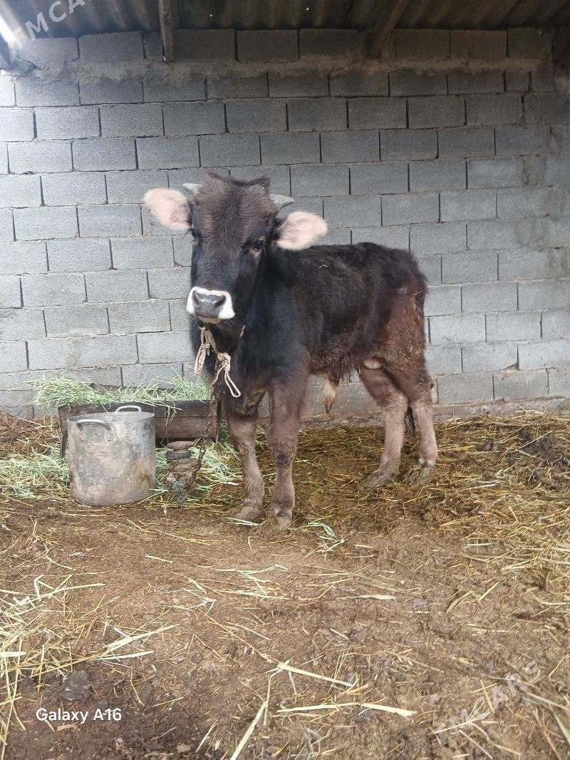 sygyr öküz - Gökdepe - img 1