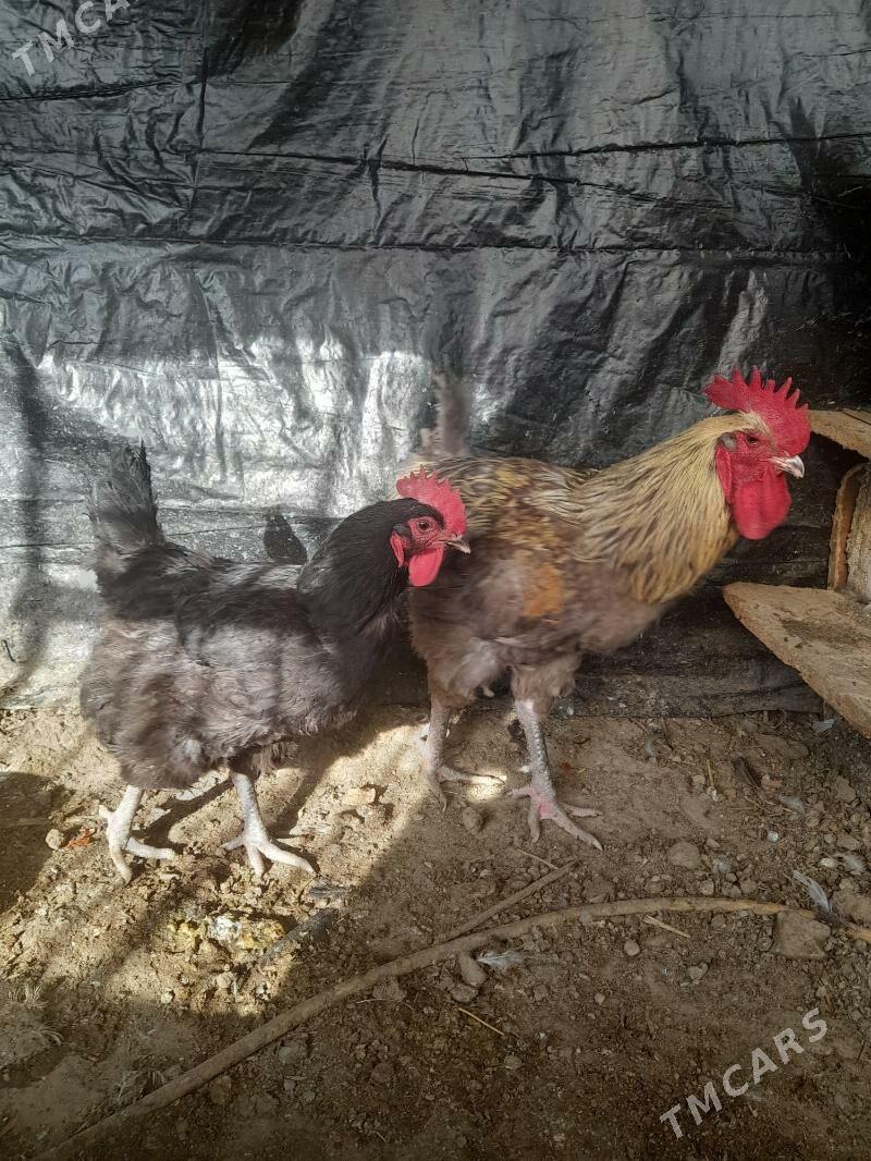 Gigant Horaz Towuk - Ашхабад - img 1