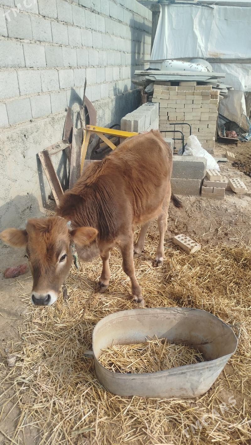 sygyr - Гызыларбат - img 1