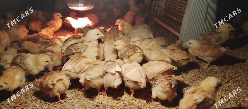 juyje - Гызыларбат - img 1