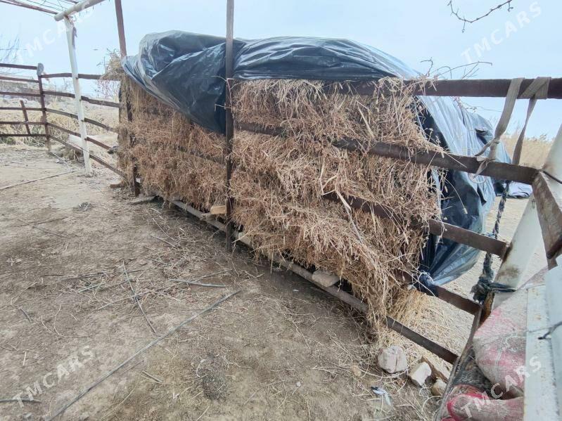 yorunja ot kiyp - Mary - img 1