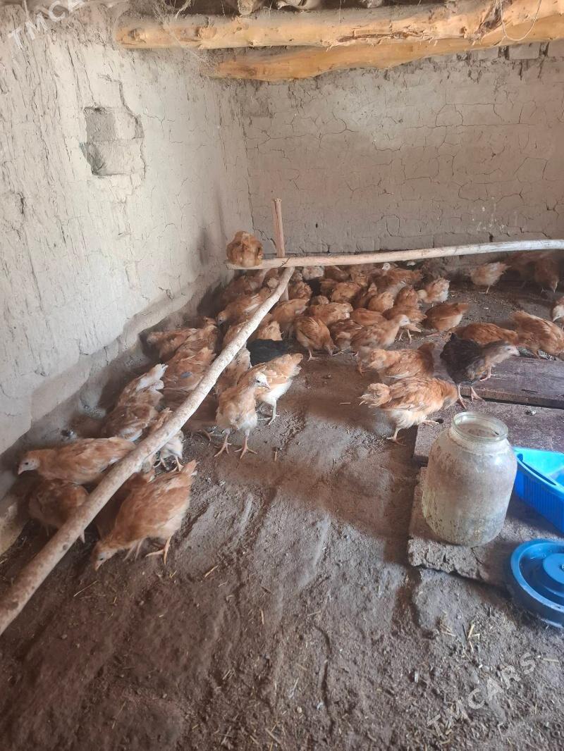 juje - Гороглы (Тагта) - img 1