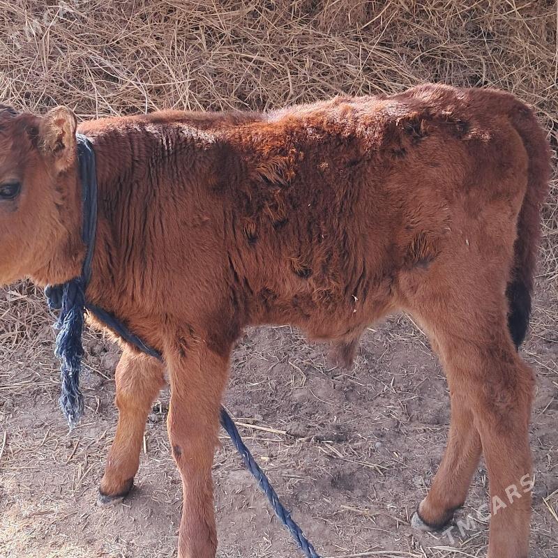 гоое окузче 3айлык - Ёлётен - img 1