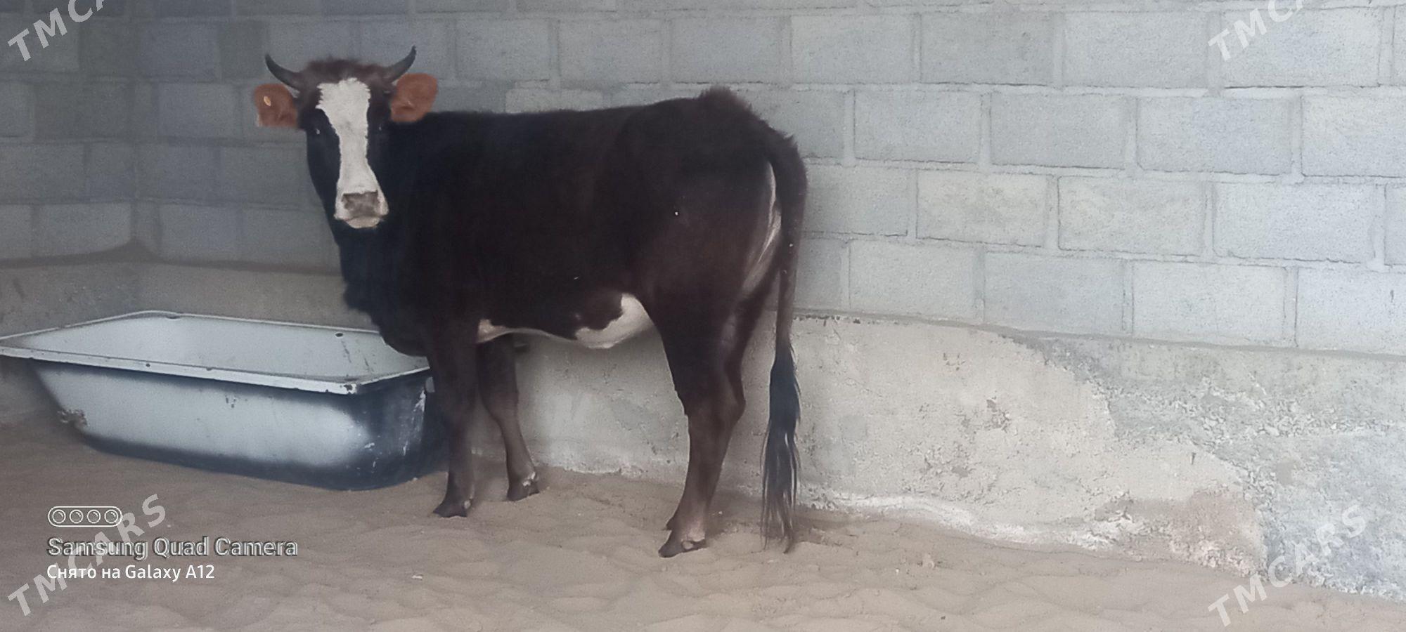 gacar - Гумдаг - img 1