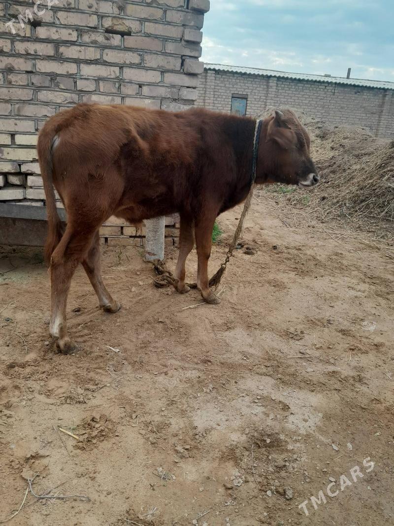 okuz - Babadaýhan - img 1