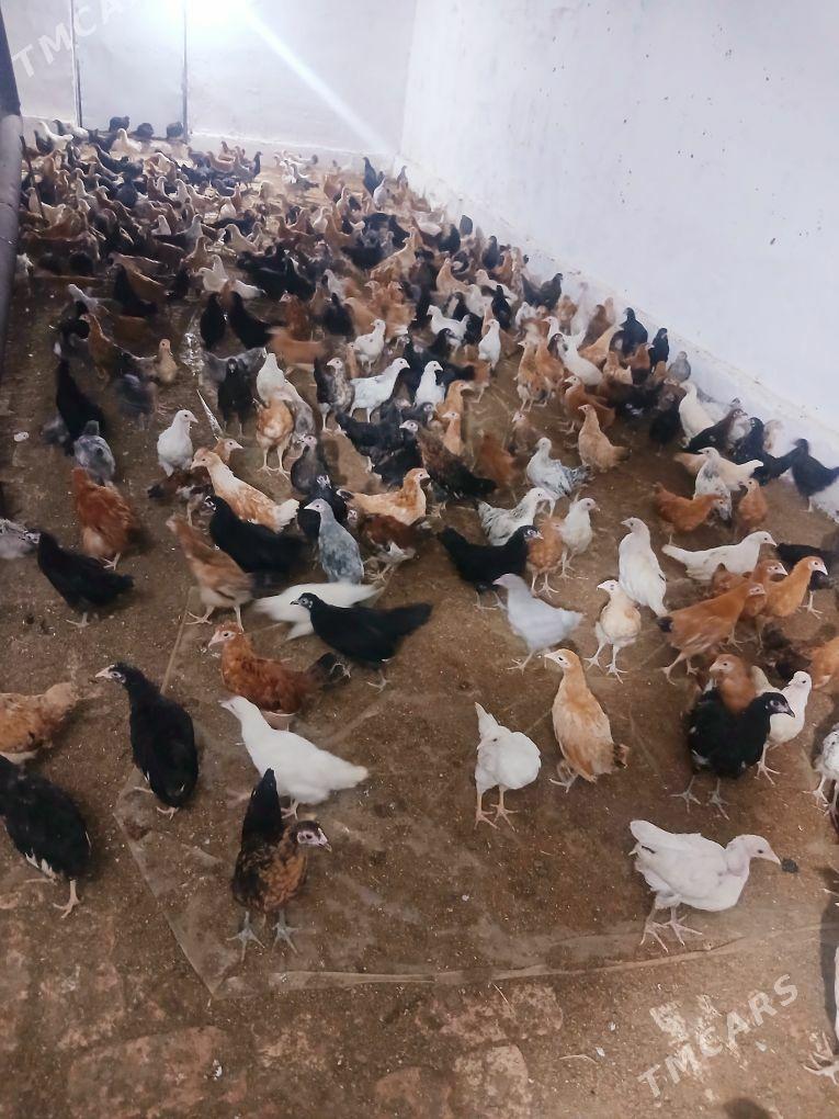 Juje - Сакар - img 1