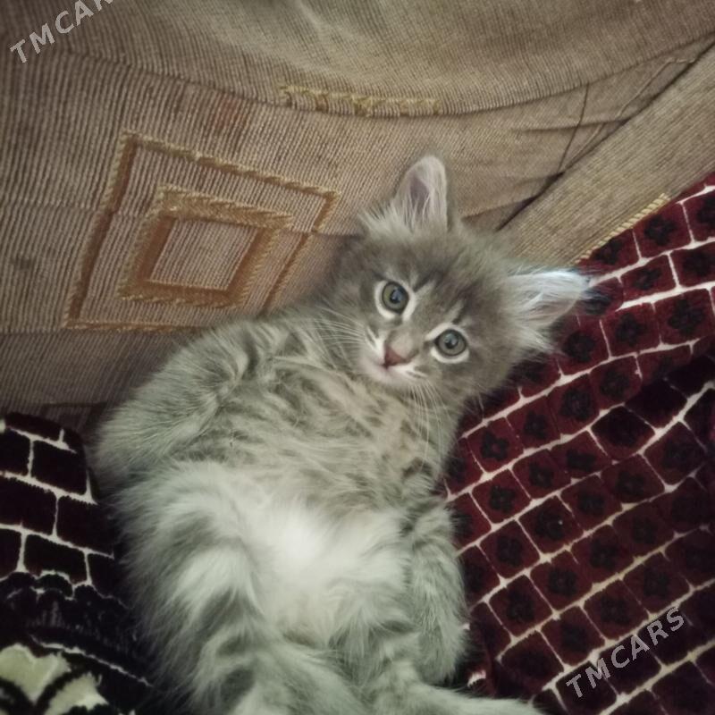 продам котенка - Ашхабад - img 1