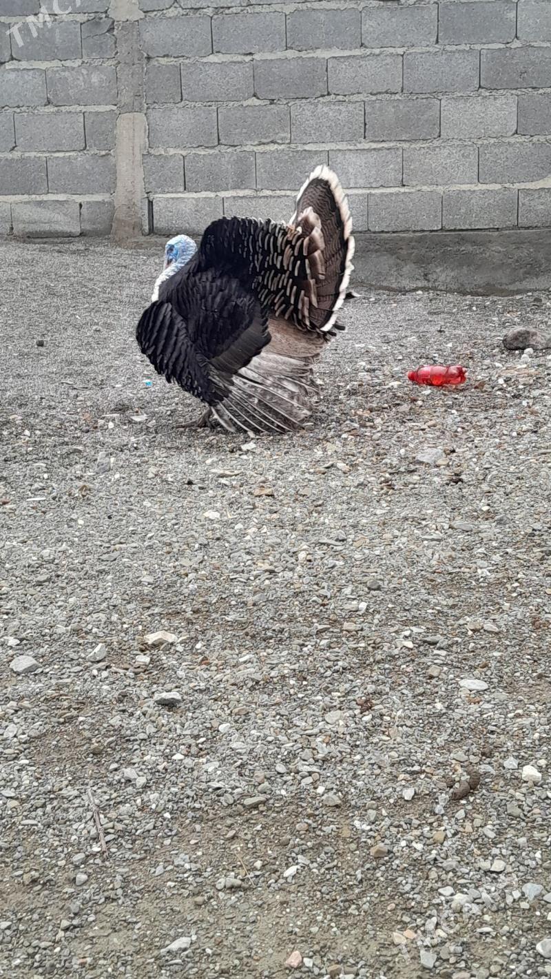 induklar - Bäherden - img 1