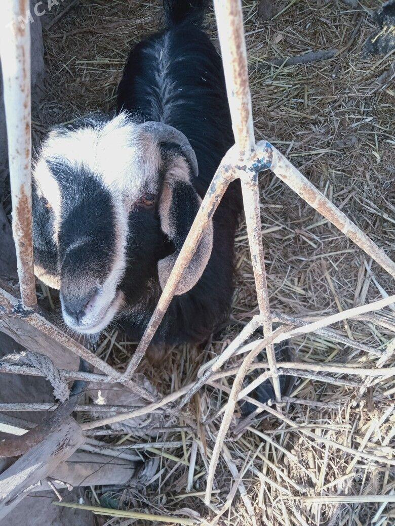 cibiş - Шабатский этрап - img 1