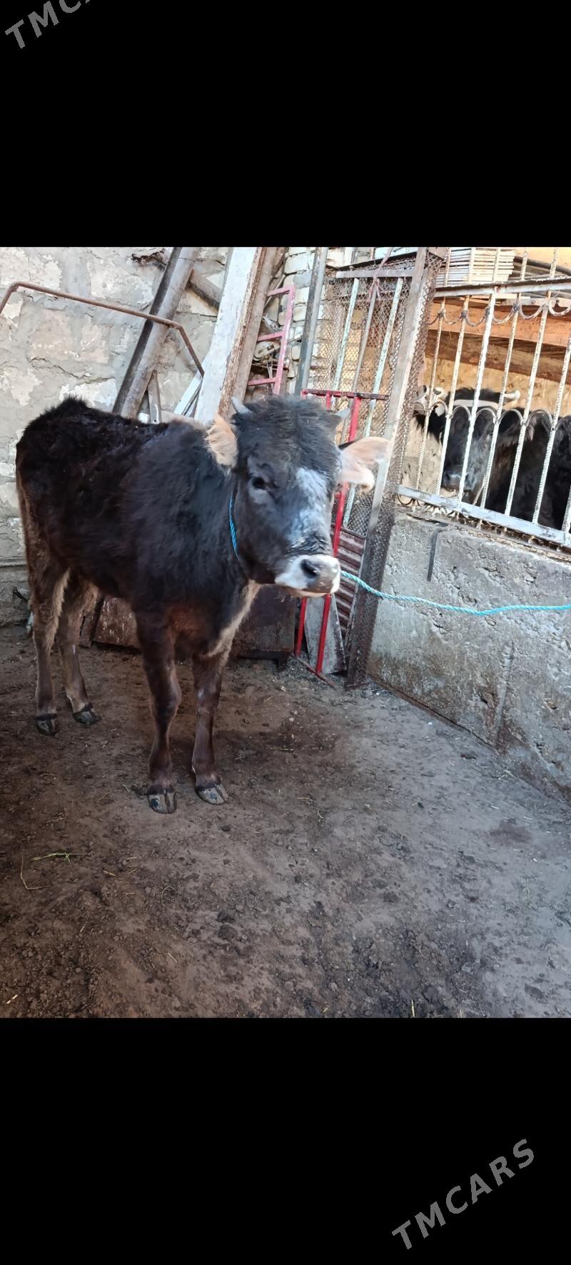 Gaçar - Балканабат - img 1