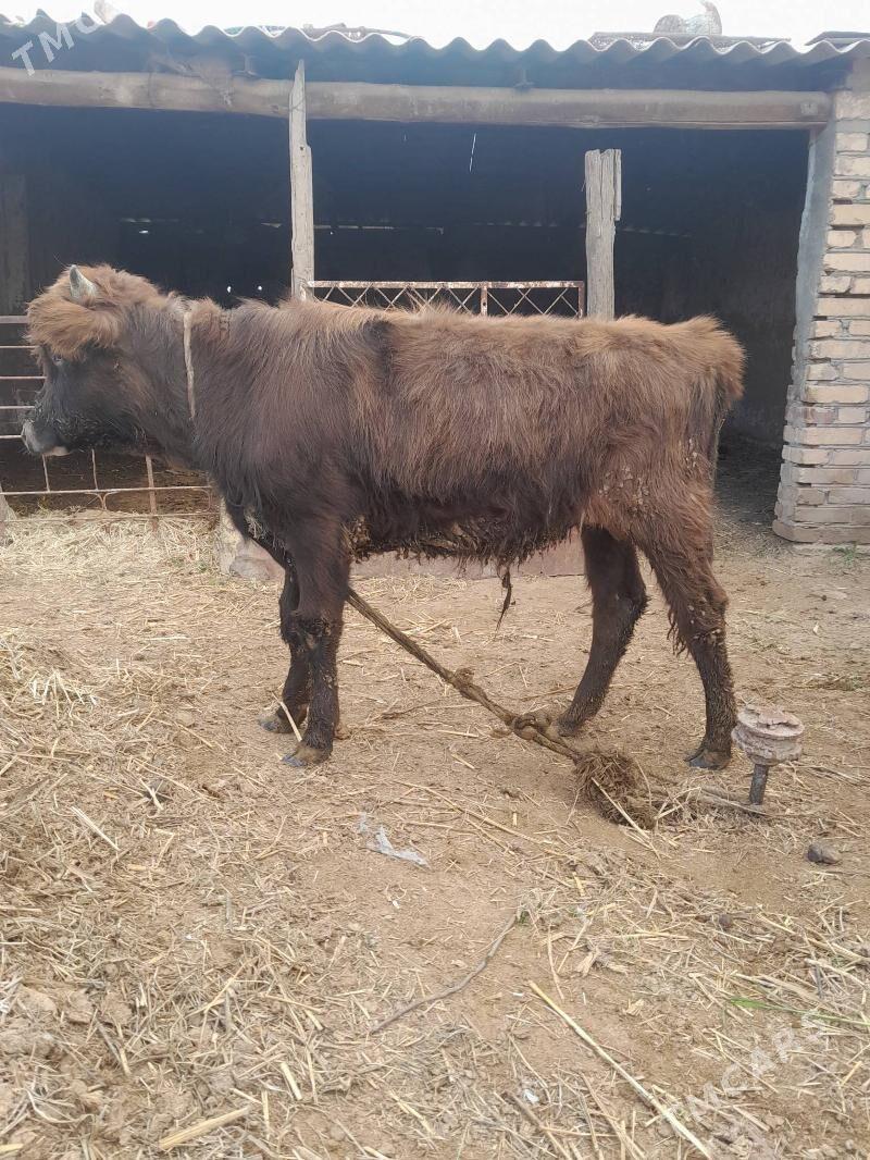 okuz - Бабадайхан - img 1