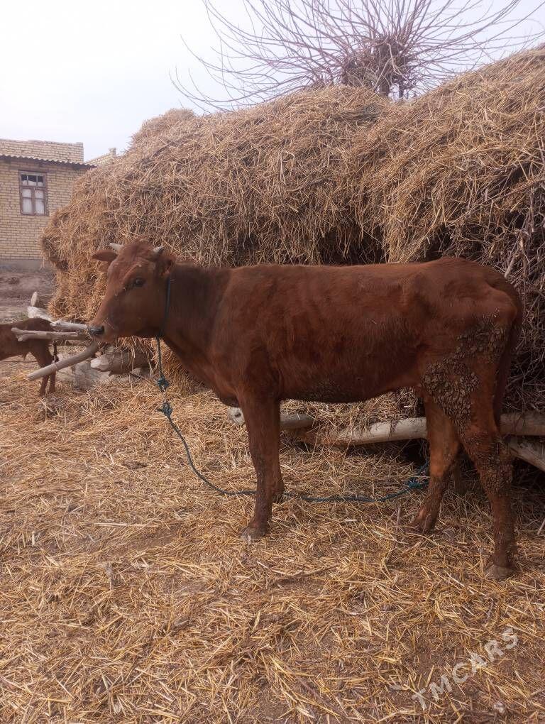 Saglyk - Dänew - img 1