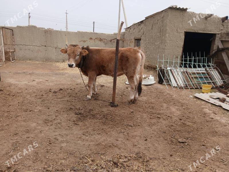 tohum okuz - Bäherden - img 1