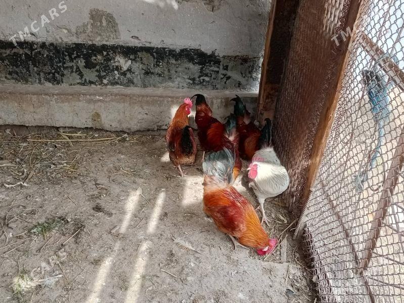 horaz - Türkmenabat - img 1