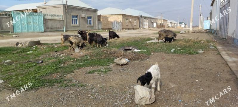 овлаклы гечи 4 саны гысыр гечи - Bäherden - img 1