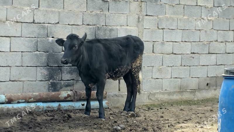 Çornyy pyostr - Büzmeýin - img 1