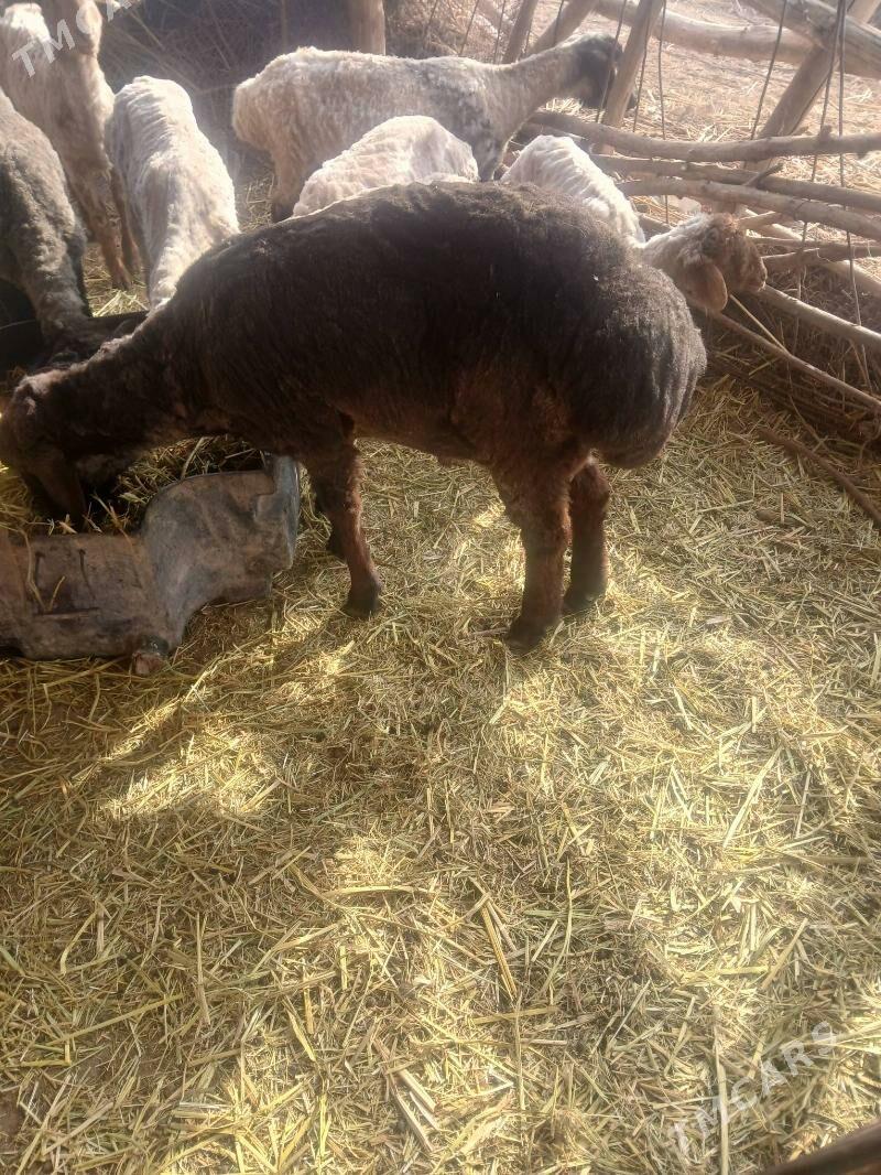 goc - Şabat etr. - img 1