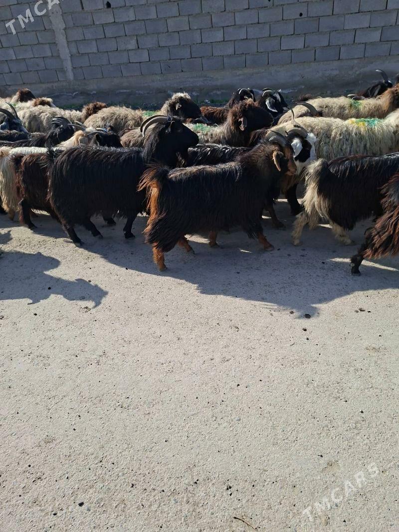 geci - Gökdepe - img 1