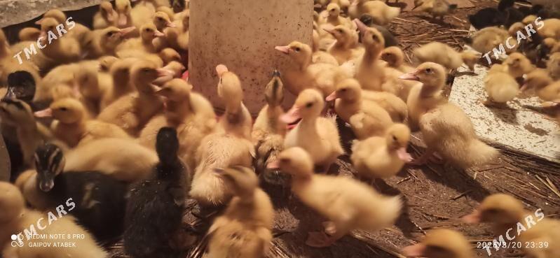 ordek - Дашогуз - img 1