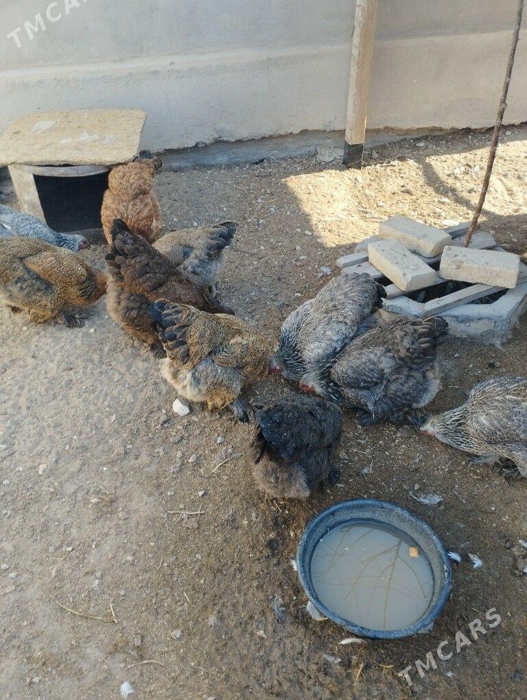 брама товуклар - Балканабат - img 1