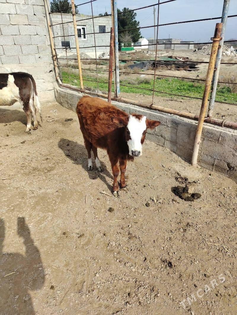 Tuwe - Bäherden - img 1